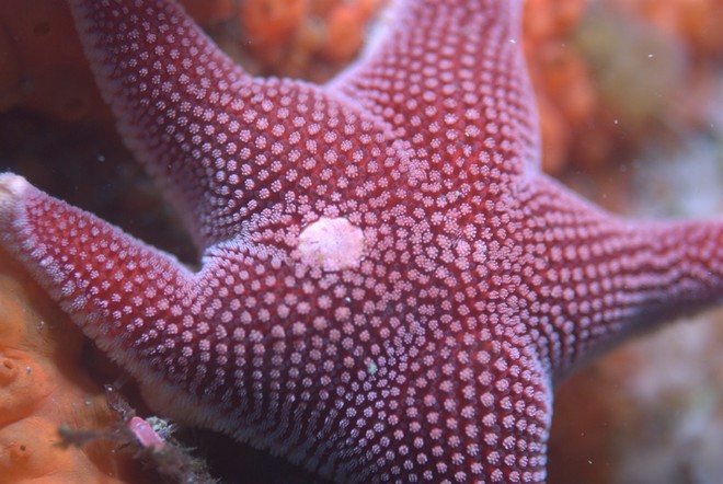 Sea star (Odontaster validus) - Location Bird Island © British Antarctic Survey http://www.antarctica.ac.uk